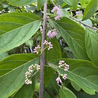コムラサキ,小さな花,花のある暮らし,薄紫色の花,庭の画像