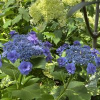 アジサイ,アジサイ,ペピーノ,アジサイ おはよう,アジサイ おはようの画像