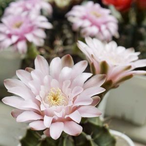 サボテン,牡丹玉,牡丹玉,多肉植物,サボテンの花の画像