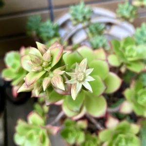 夕映え,鉢植え,花芽,開花,お花の画像