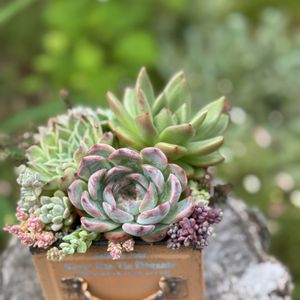 多肉寄せ植え,寄せ植えsako,オレンジ缶寄せ植えの画像