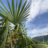 シュロチク,しゅろちく（棕櫚竹）,シュロチクの花,自宅の庭,２０２０年５月同期の画像