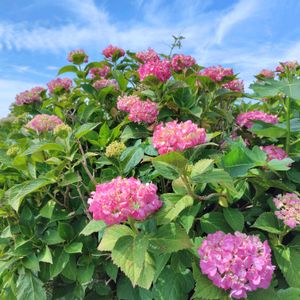 アジサイ,サカキ,タイサンボク,ホタルブクロ,ナナミノキの画像