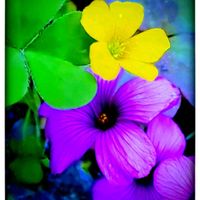 カタバミ,カタバミ,カタバミ,カタバミ,ムラサキカタバミの画像