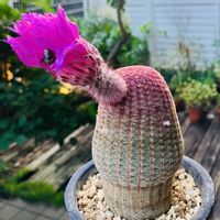 サボテン,紫太陽,ハナムグリ,多肉植物,花芽の画像