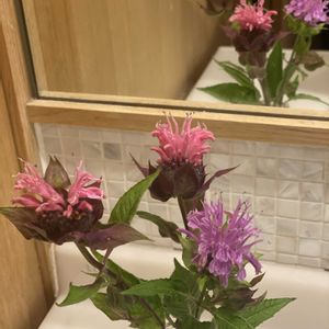 モナルダ（タイマツソウ、ベルガモット）,ハーブ,切り花,開花,ピンクの花の画像
