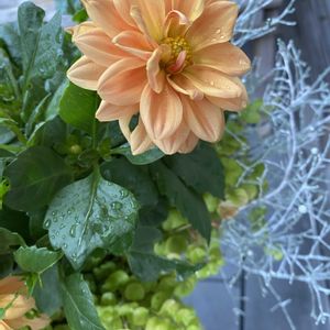 プラチーナ,リシマキア オーレア,ダリア　ラベラグランデ　キャラメル,開花,オレンジ色の花の画像