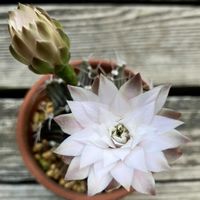 サボテン,牡丹玉,ダイソー,花芽,開花の画像