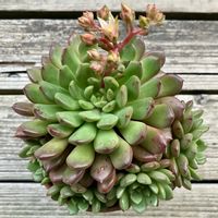 ピンクルルビー,ピンクルビー,多肉植物,鉢植え,ダイソーの画像