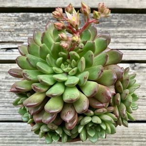 ピンクルルビー,ピンクルビー,多肉植物,鉢植え,ダイソーの画像