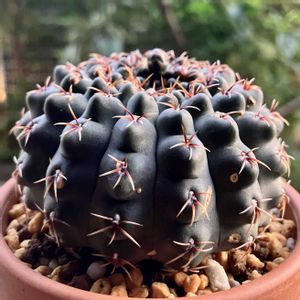 サボテン,瑞昌玉,多肉植物,鉢植え,花芽の画像