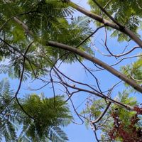 トチノキ,ジャカランタ,インドボダイジュ,シナノキ,お出かけ先での画像