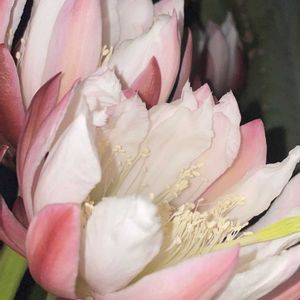 サボテン,柱サボテン,柱サボテン 鬼面角,お花は癒し,花が好き❤の画像