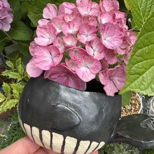 多肉植物,サボテン科,セロペギア属,多肉女子,くじらの日の画像