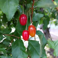 ビックリグミ,グミ,グミの木,グミの花,ナツグミの画像
