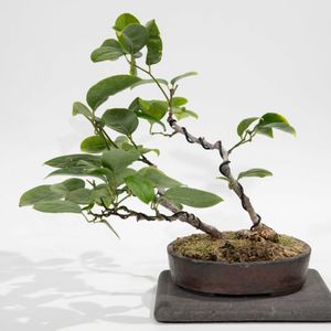 ルリビョウタン,盆栽の画像