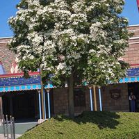 ヤマボウシ,ディズニーランド,お出かけ先の画像