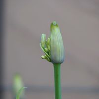 アガパンサス,キュウリ,ミニトマト,プランター野菜,ミラーレス一眼の画像
