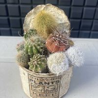 サボテン,多肉植物 寄せ植え,多肉植物いろいろ,多肉植物,ガーデニングの画像