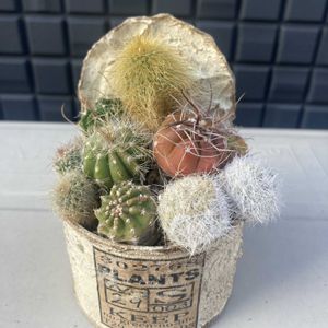 サボテン,多肉植物 寄せ植え,多肉植物いろいろ,多肉植物,ガーデニングの画像