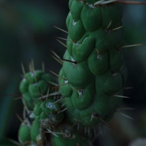 ハオルチア,多肉植物,観葉植物,塊根植物,サボテン科の画像
