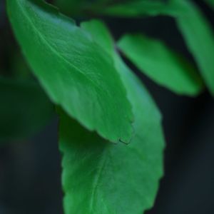 ハオルチア,多肉植物,観葉植物,塊根植物,サボテン科の画像
