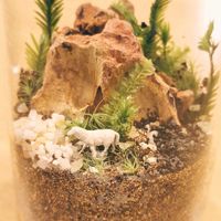 ホウオウゴケ,コツボゴケ,タマゴケ,苔テラリウム,親子で楽しむの画像