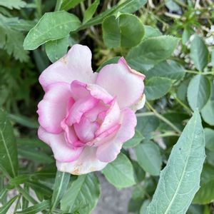 バラ,咲いた！,いただいた！,ばら バラ 薔薇の画像