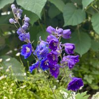 デルフィニウム,ガーデニング,紫の花,種まきっ子,青い花の画像