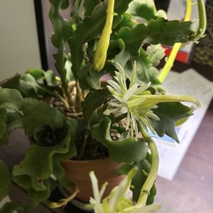 ユーフォルビア属,ミニドラゴンフルーツ,多肉植物,観葉植物,塊根植物の画像