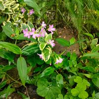 キキョウ,グラジオラス,カタバミ,ガーデニング,花のある暮らしの画像