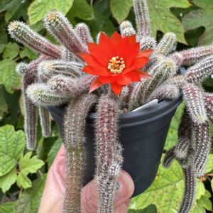 サボテン,白檀,白檀,サボテンの花,庭の画像
