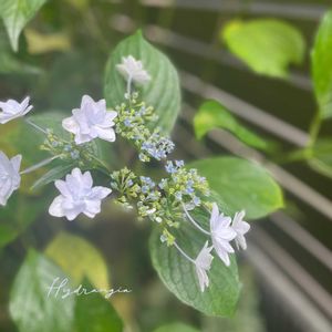 アジサイ 隅田の花火,ガクアジサイ・隅田の花火,紫陽花 隅田の花火,ナチュラルガーデン,ジャンクガーデンの画像