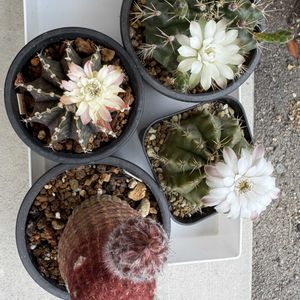 サボテン,紫太陽,DAISOギムノ,ギムノhb,サボテンの花の画像