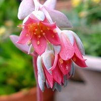 桃美人,桃美人,花のある暮らし,我が家の多肉,我が家のお花達❣️の画像