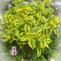 シロタエギク,ランタナ,斑入りランタナ,ガーデニング,黄色い花の画像