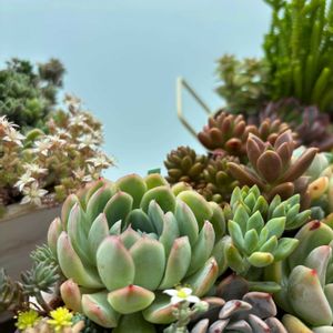 エケベリア  ストロベリーアイス,多肉寄せ植え,ベランダガーデニング,多肉植物のある暮らし,多肉だいすきの画像