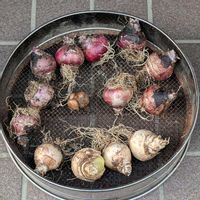 クロッカス,ヒアシンス,チュウリップの画像