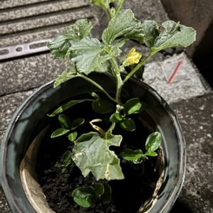 メロン,植木鉢,植木鉢の植物の画像