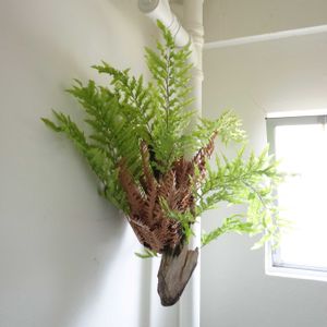 シダ,ドリナリア  リギデュラ  ホワイティ,観葉植物,シダ植物,グリーンインテリアの画像