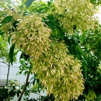 シマトネリコ,シマトネリコ,シンボルツリー,お出かけ先の画像