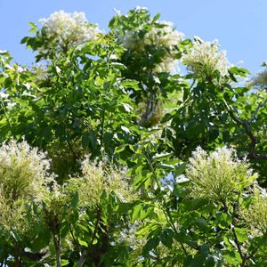 リナリア,シマトリネコ,薔薇 クロード・モネ,イングリッシュガーデン,素敵な出会いの画像