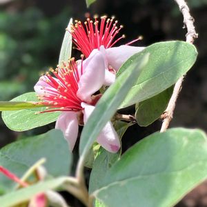 フェイジョア,イジュ,ショッピングセンター,木に咲く花,思わぬ出会いの画像