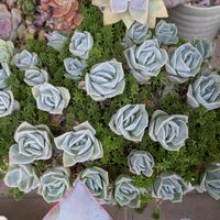 寄せ植え,多肉植物,葉挿し,リメ缶,多肉寄せ植えの画像