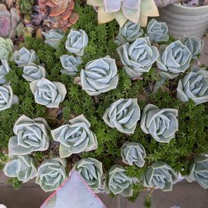 寄せ植え,多肉植物,葉挿し,リメ缶,多肉寄せ植えの画像