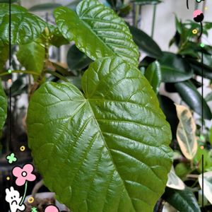 ゴムの木,ウンベラータ,観葉植物,成長記録,多様性を愛する会の画像
