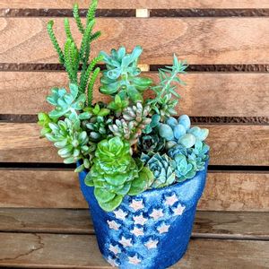 多肉植物 寄せ植え,多肉寄せ植え,リメ鉢,多肉多肉多肉,狭いベランダの画像