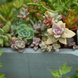桜牡丹,多肉植物,多肉植物寄せ植え,多肉寄せ植え,タニラーの画像