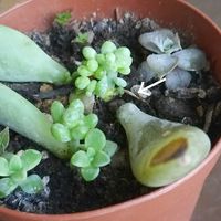 桃美人,多肉植物,パキフィツムの画像