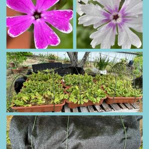 カーネーション,キリンソウ,ラナンキュラス,日本桜草,山野草の画像